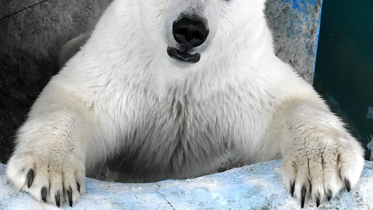 A murit Larissa, cea mai longevivă ursoaică polară aflată în captivitate. Avea 36 de ani