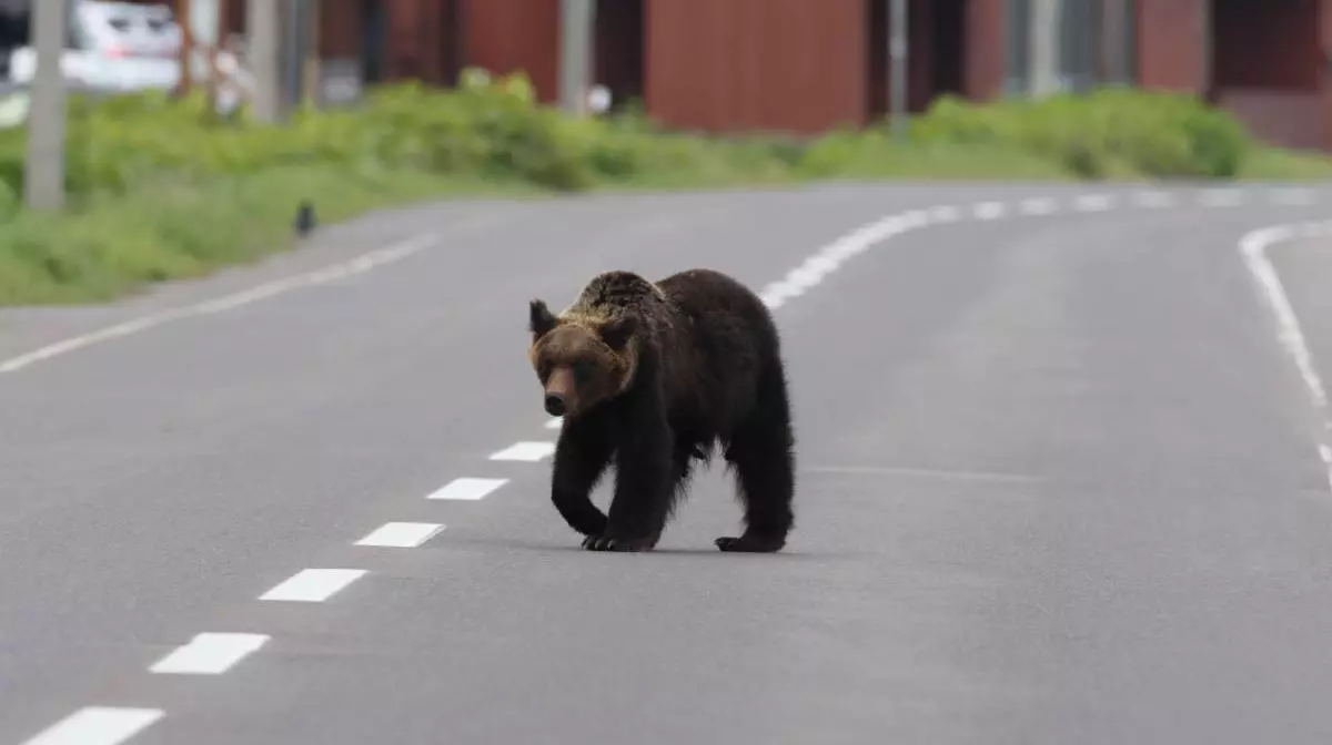 Panică după apariția unui urs pe unul dintre cele mai circulate bulevarde din Sibiu. A fost emis RO-ALERT