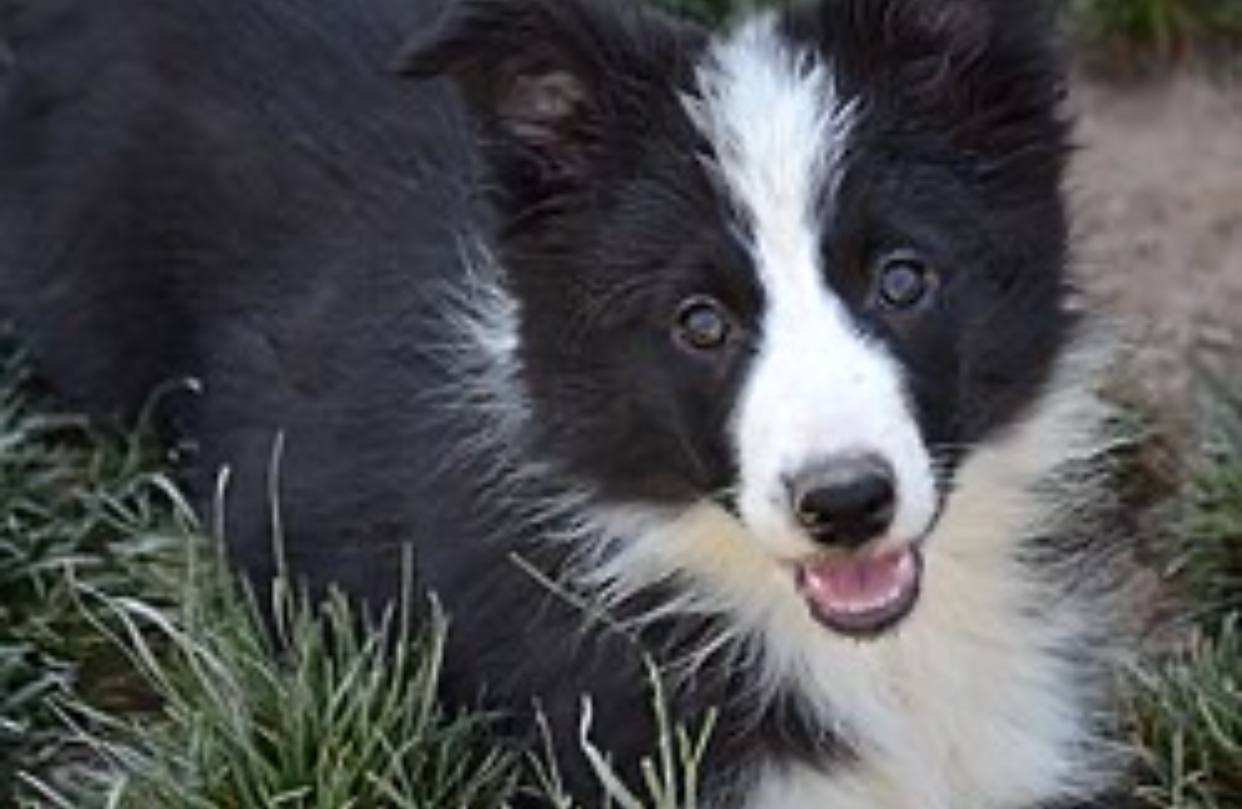 Caine border collie