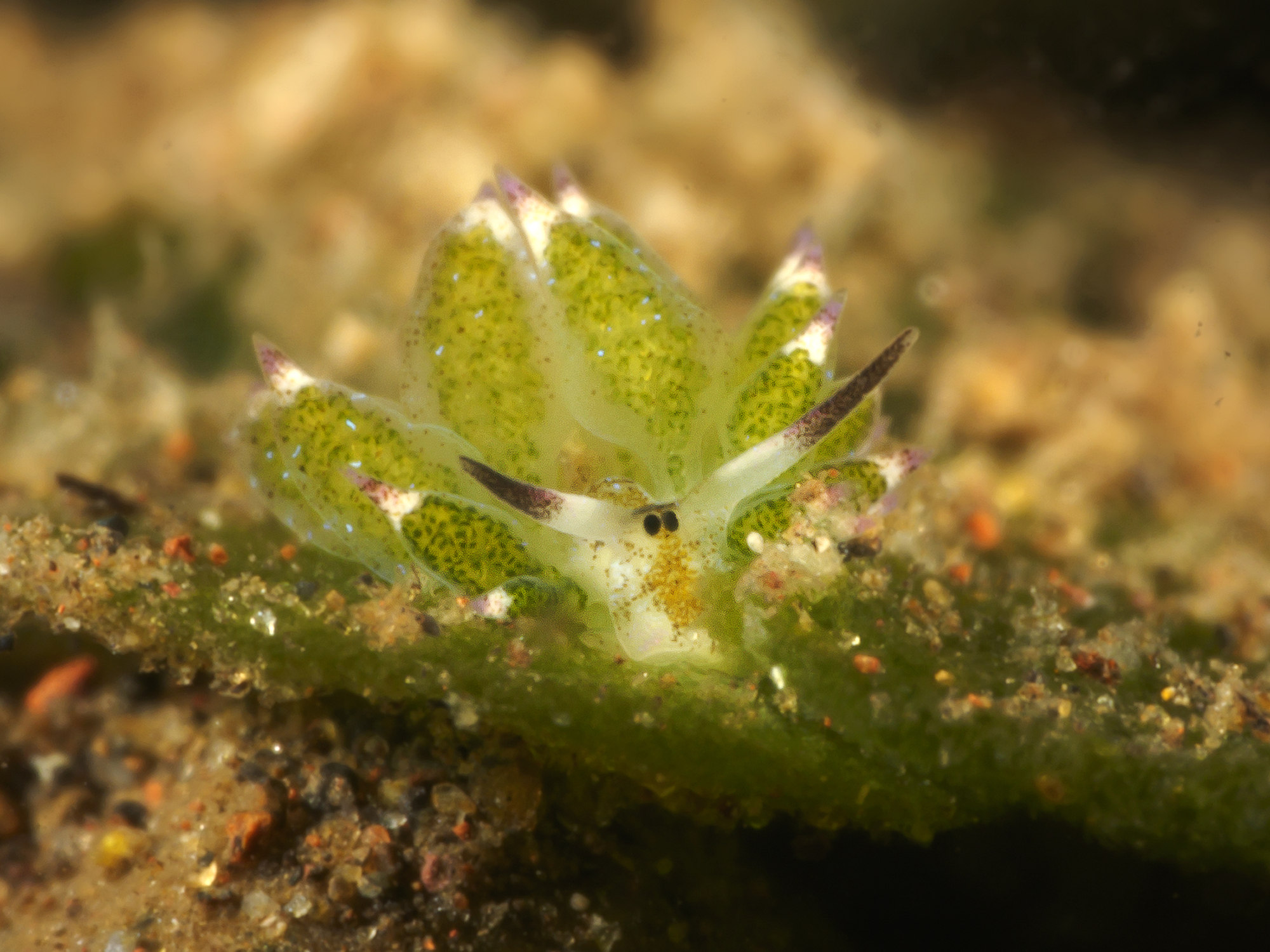 Costasiella kuroshimae