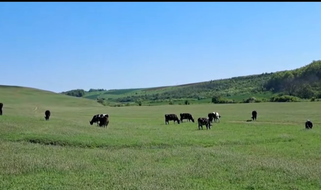 pasune Arges