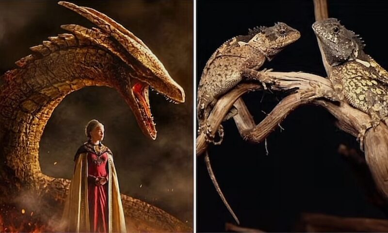 Au descoperit un nou „dragon” în munții Thailandei. Cercetătorii l-au numit Syrax, după personajul din „House of the Dragon”