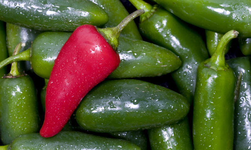 Salmonella în ardei jalapeño importanți din Mexic. 345 de îmbolnăviri; anchetă amplă a autorităților