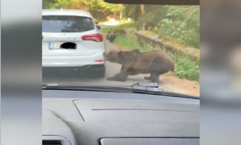 O ursoaică cu pui a atacat o mașină pe Transfăgărășan. Animalul a rupt bara unei mașini
