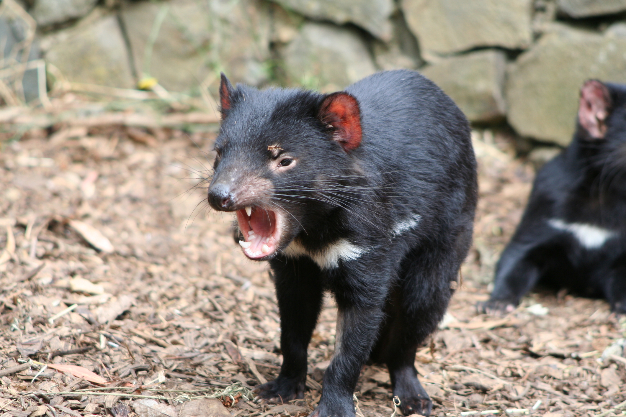 diavol tasmanian