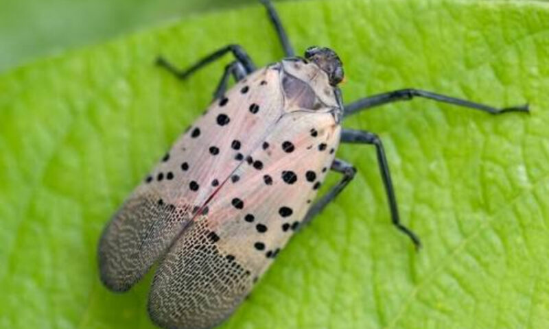 O insectă periculoasă pentru agricultură a fost găsită pentru prima dată în Republica Moldova. Poate produce o pagube uriașe