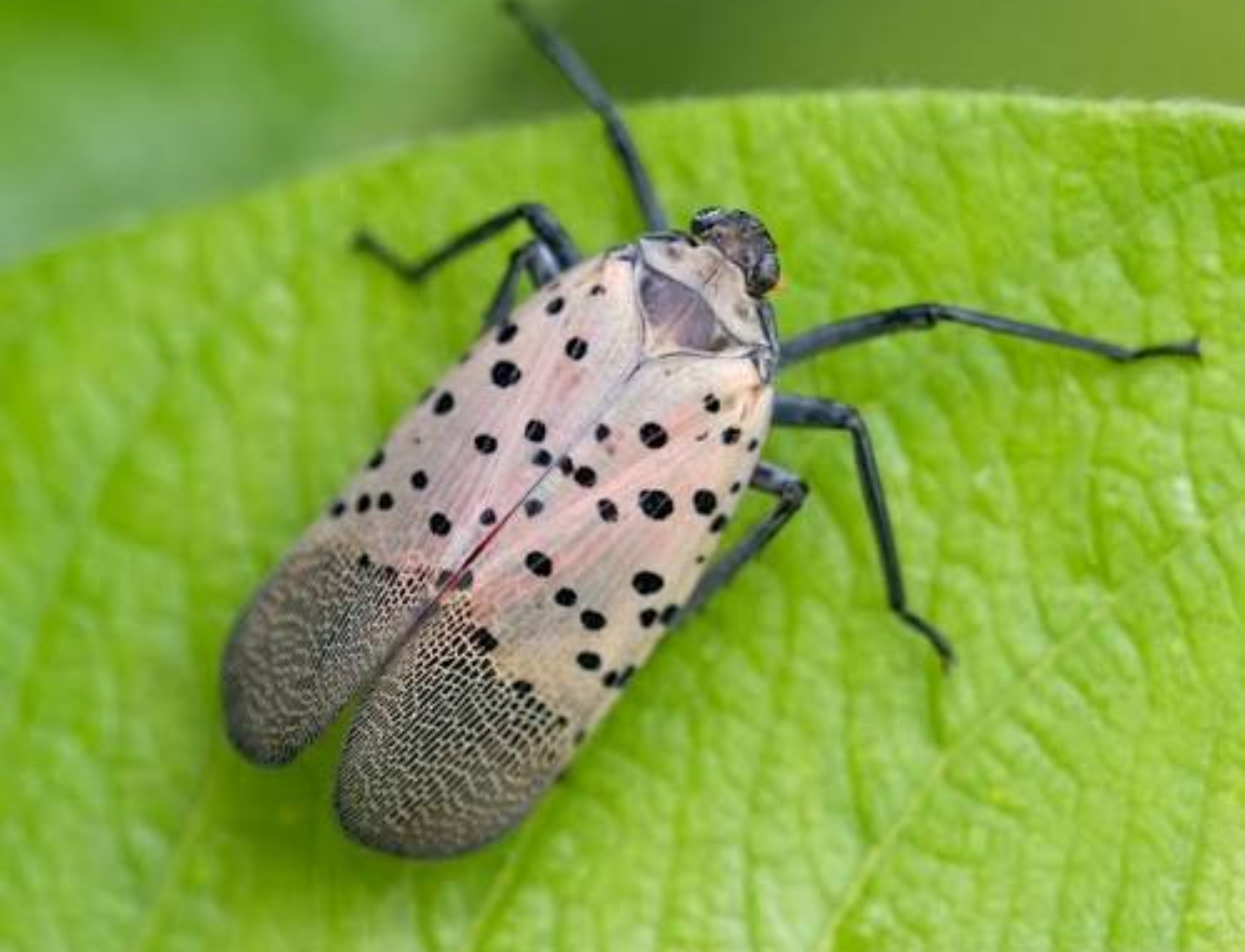 O insectă periculoasă pentru agricultură a fost găsită pentru prima dată în Republica Moldova. Poate produce o pagube uriașe