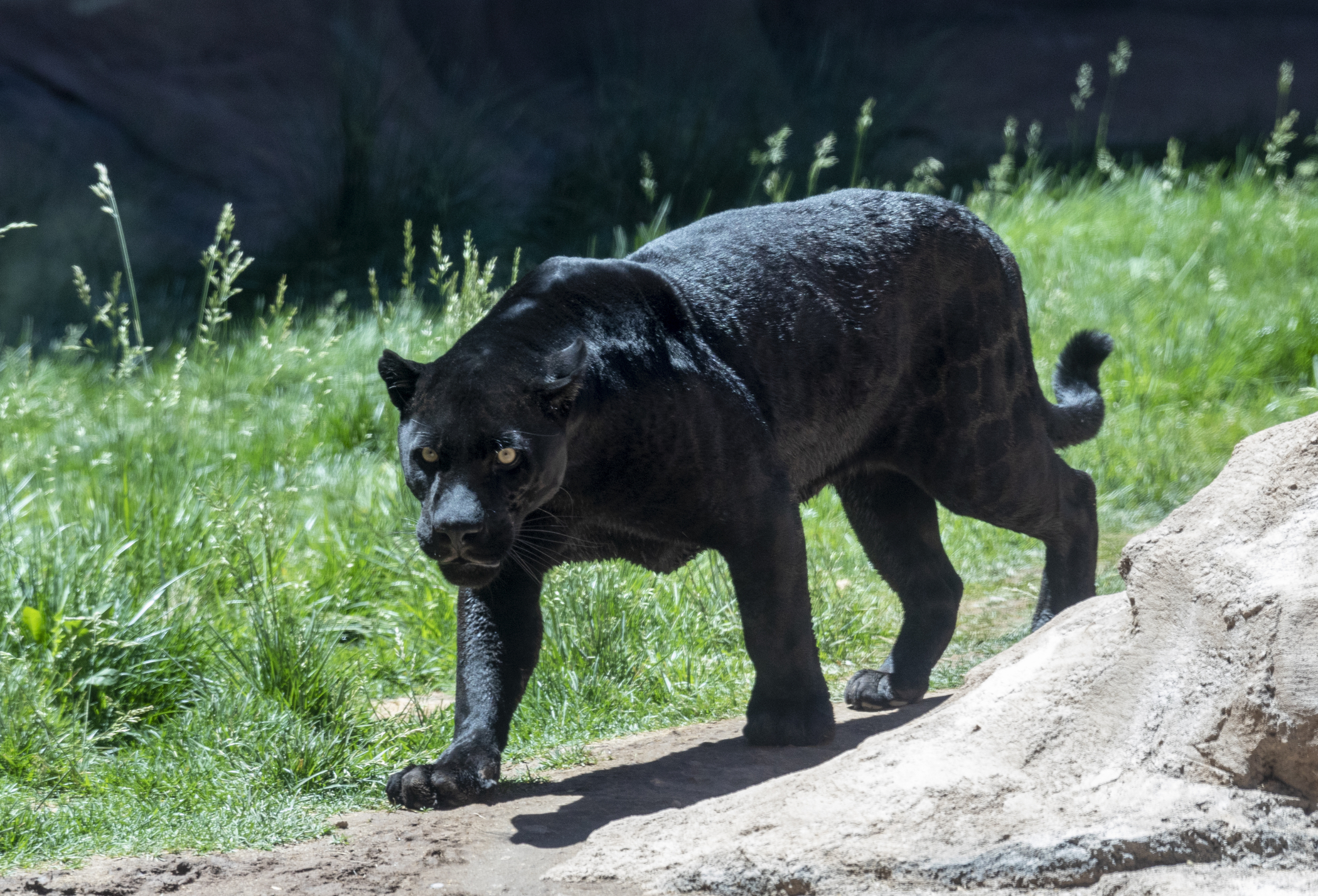 jaguar negru