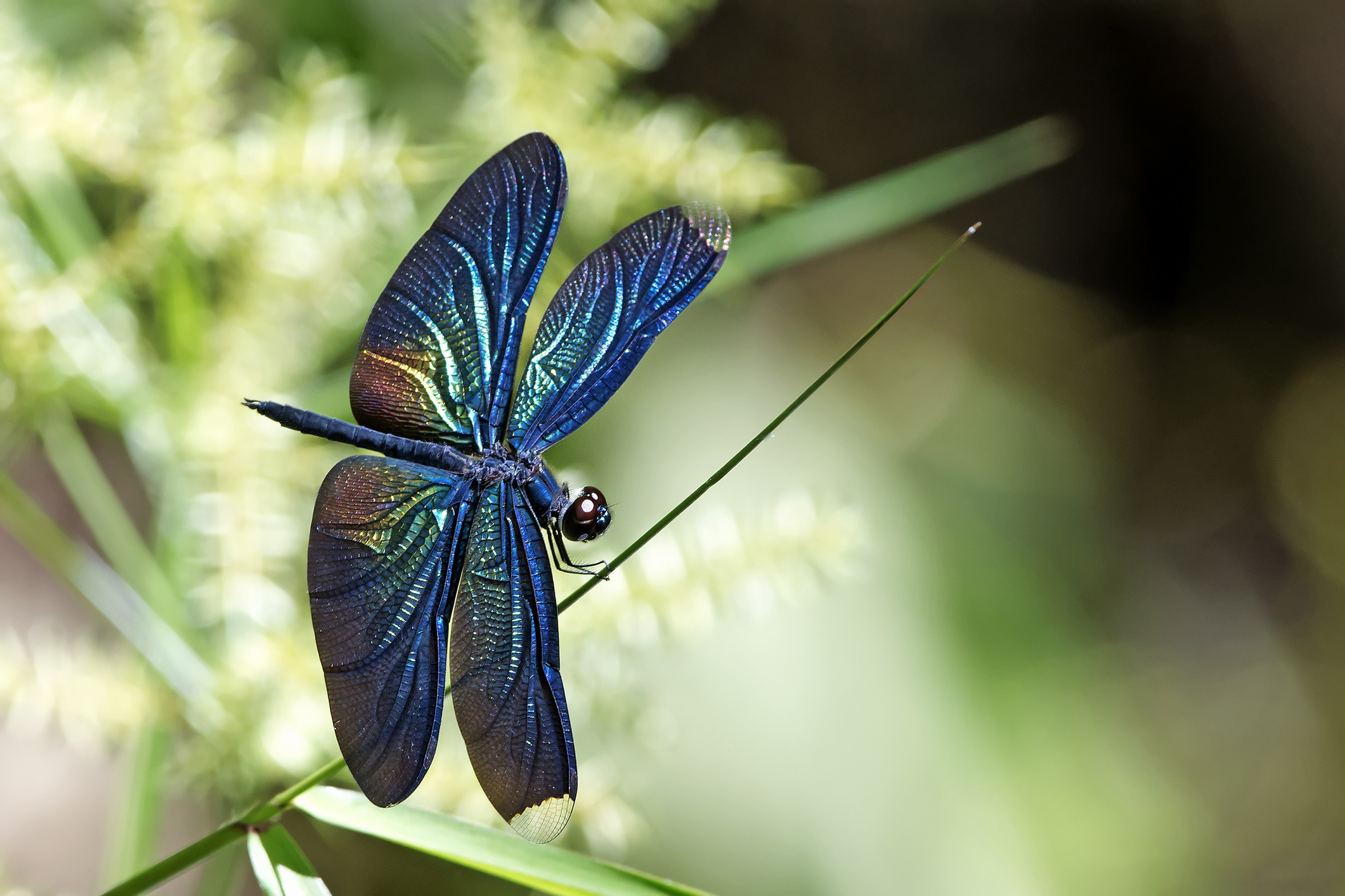 libelule