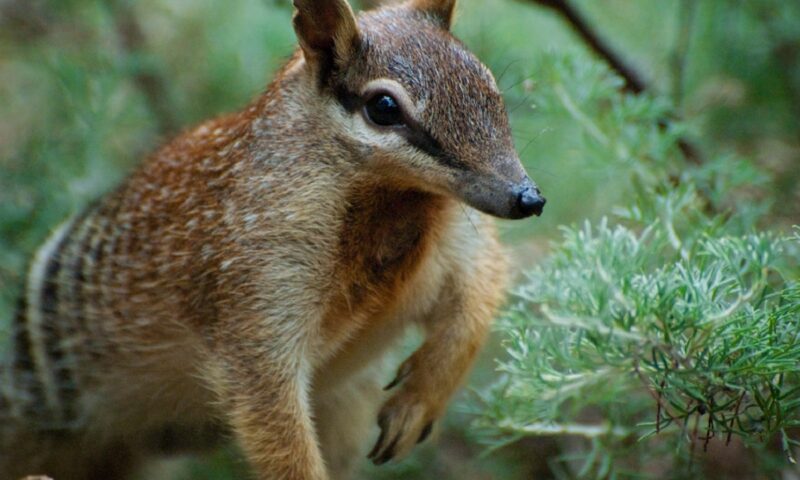 A fost la un pas de dispariție. Micul marsupial din Australia începe să-și revină