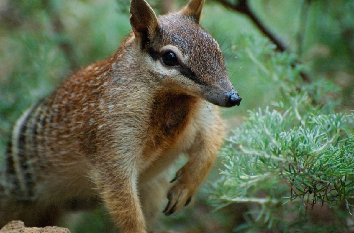 A fost la un pas de dispariție. Micul marsupial din Australia începe să-și revină