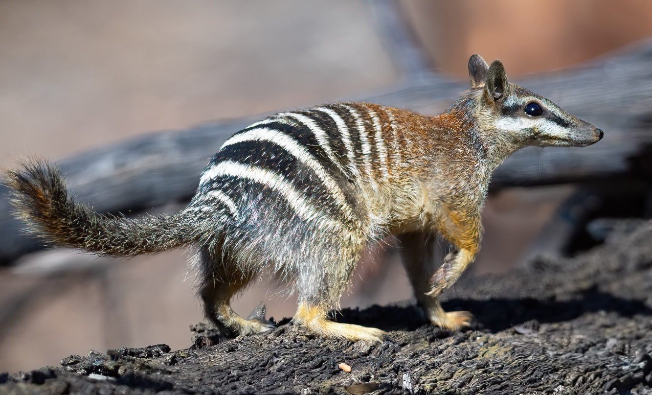 numbat