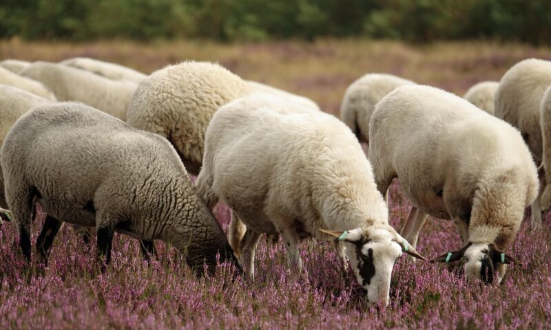 Brăila, sub lupa ANSVSA după apariția variolei ovine. Conducerea DSVSA a fost demisă după un șir de controale