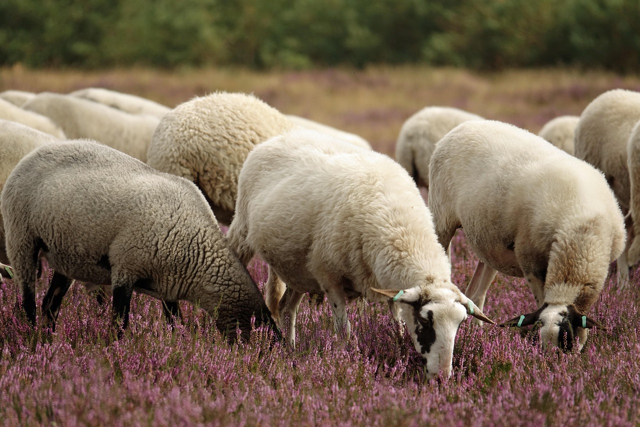 Brăila, sub lupa ANSVSA după apariția variolei ovine. Conducerea DSVSA a fost demisă după un șir de controale