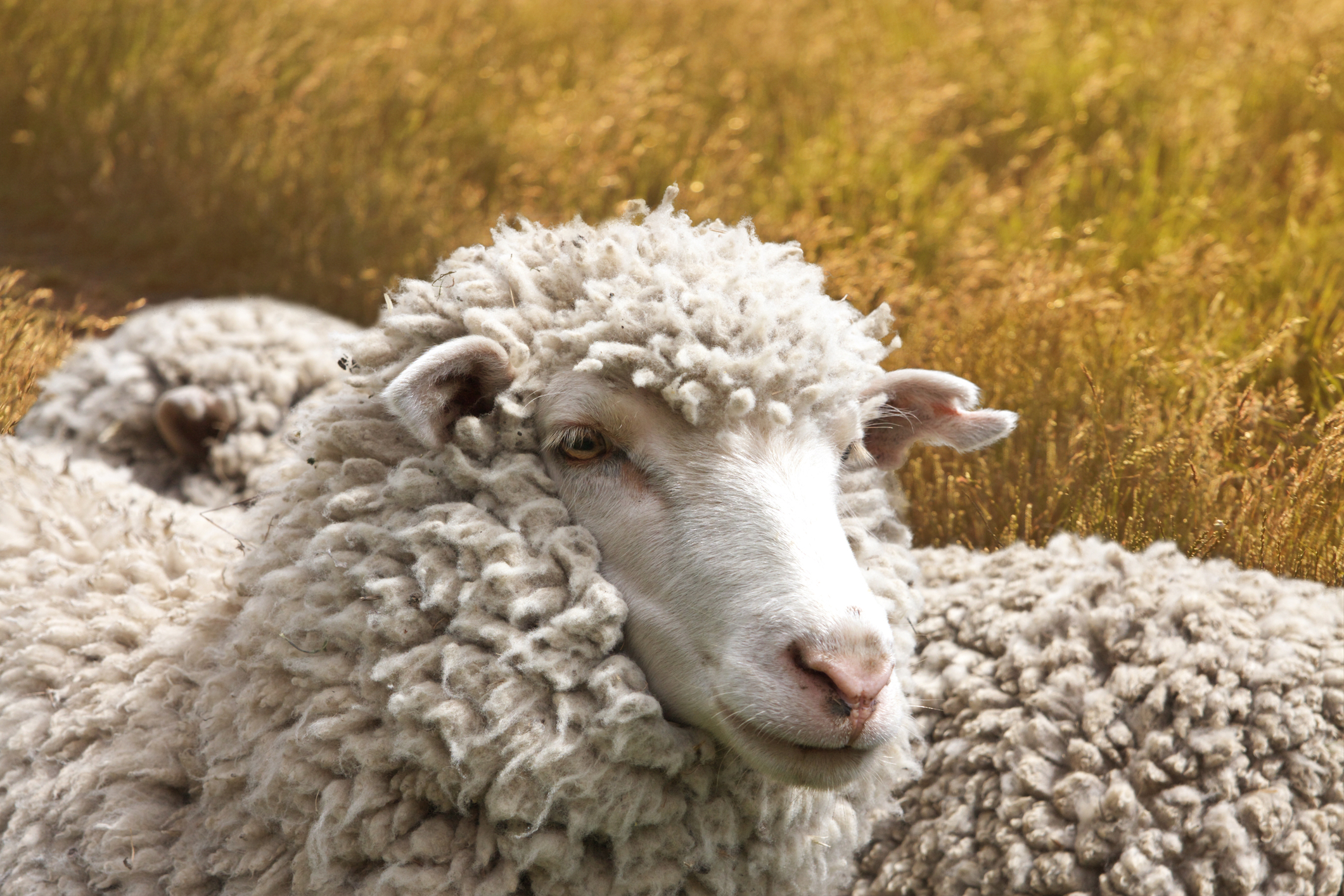 ovine