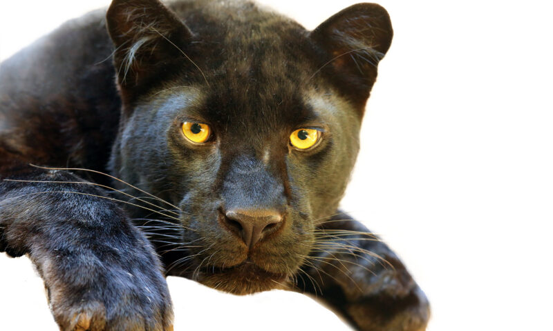 Misterul leoparzilor negri din Marea Britanie. O enigmă care nu a dispărut niciodată