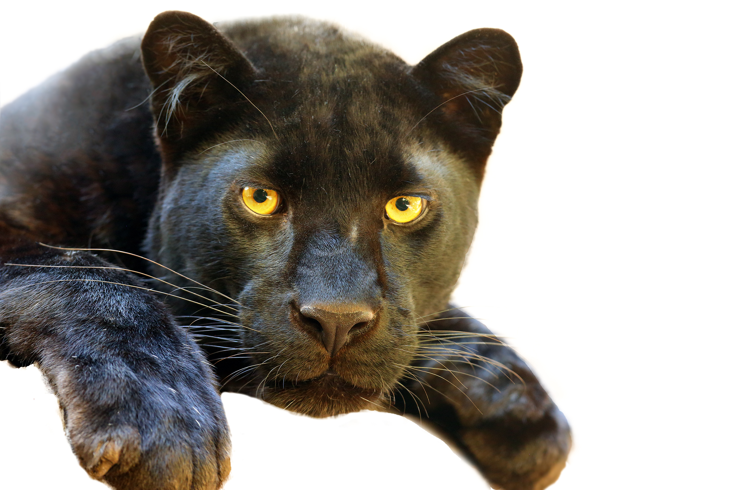 Misterul leoparzilor negri din Marea Britanie. O enigmă care nu a dispărut niciodată