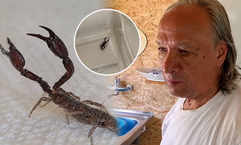Gospodărie din Buzău, invadată de scorpioni. Un bărbat a descoperit peste 10 exemplare în locuința sa