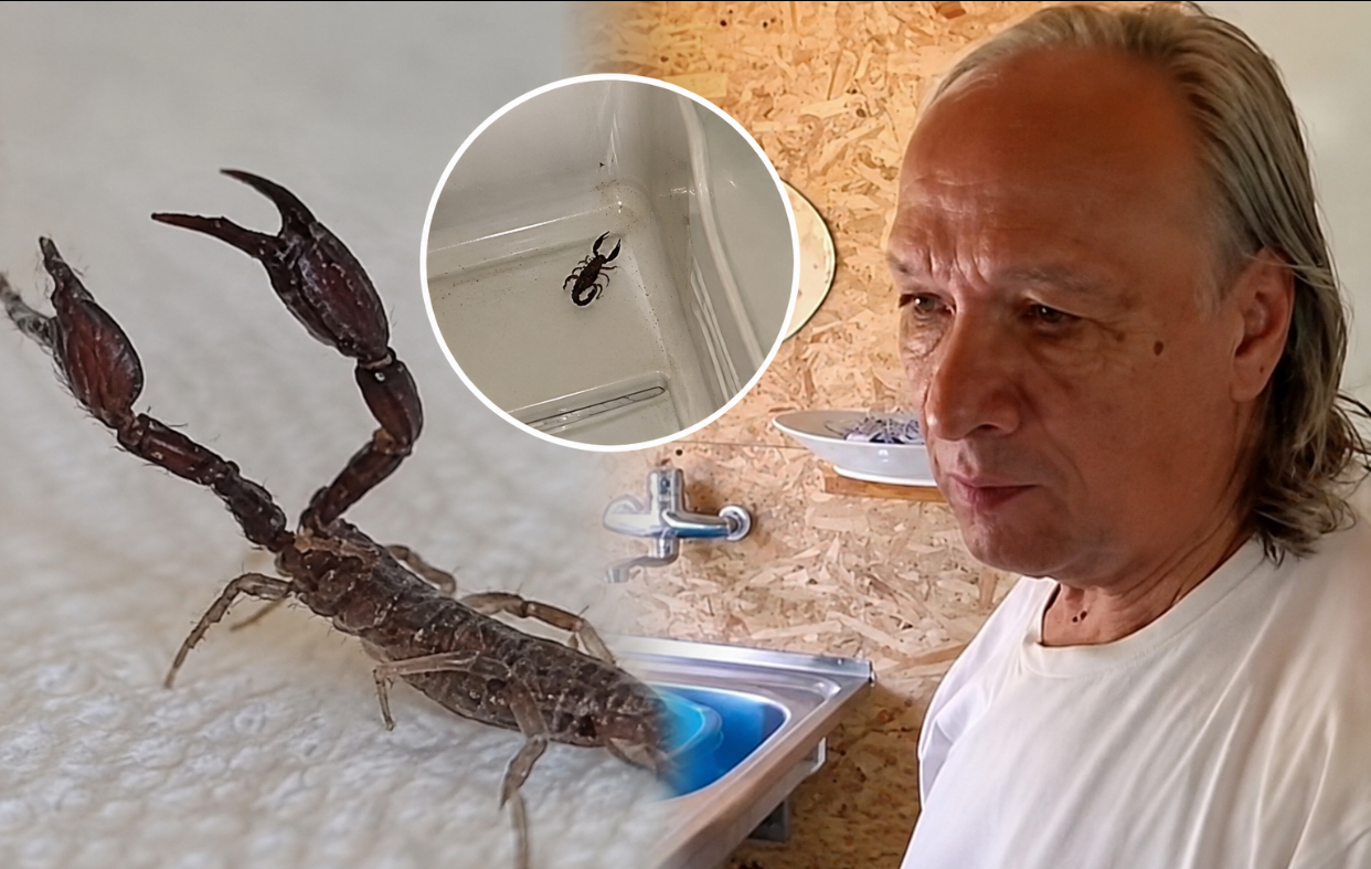 Gospodărie din Buzău, invadată de scorpioni. Un bărbat a descoperit peste 10 exemplare în locuința sa