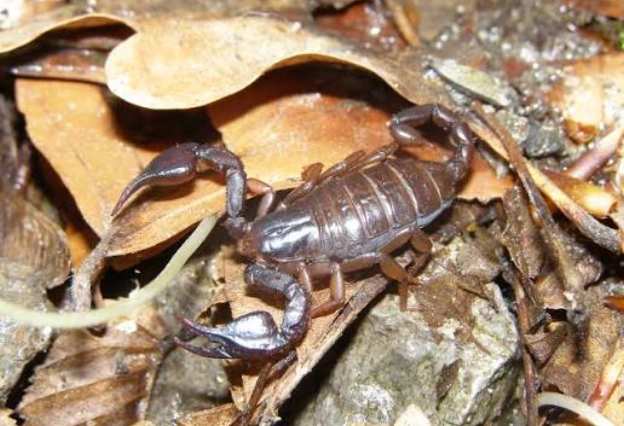 scorpion