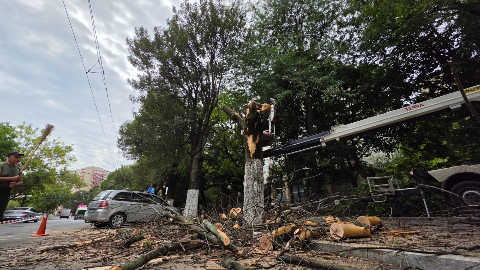 Peste 1.000 de intervenții la arborii din Sectorul 4, după deblocarea avizelor pentru toaletare și punere în siguranță