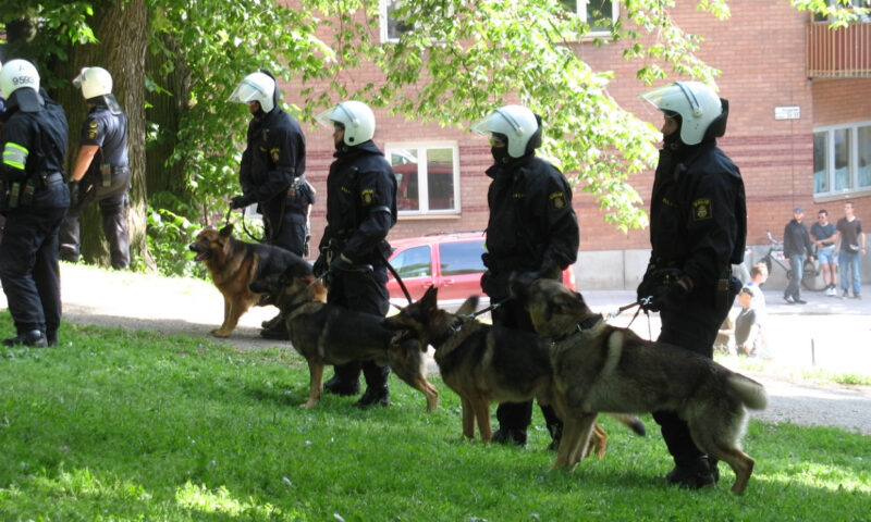 ADN-ul canin ar putea deveni probă în anchetele criminalistice. Marea Britanie dezvoltă o bază de date pentru 80 de rase
