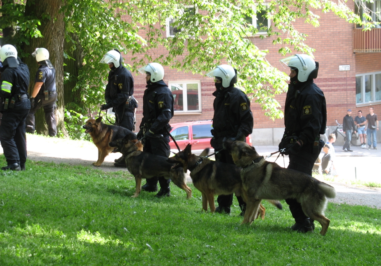 ADN-ul canin ar putea deveni probă în anchetele criminalistice. Marea Britanie dezvoltă o bază de date pentru 80 de rase