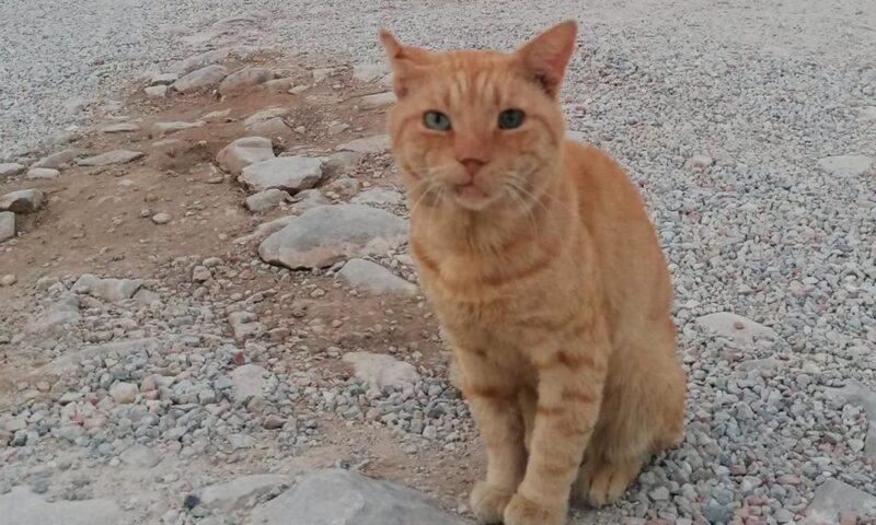 „Garfield”, noua mascotă a pompierilor români din Grecia. Motanul s-a ținut după salvatori în timpul misiunii