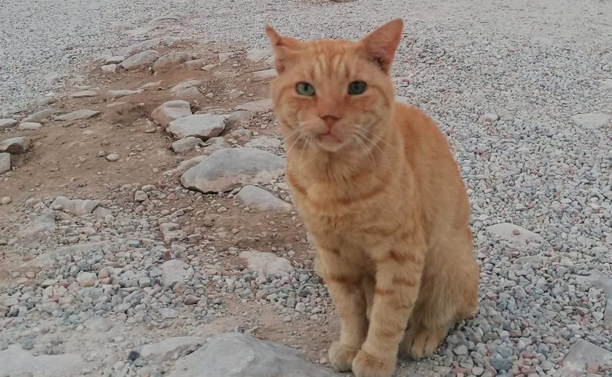 „Garfield”, noua mascotă a pompierilor români din Grecia. Motanul s-a ținut după salvatori în timpul misiunii