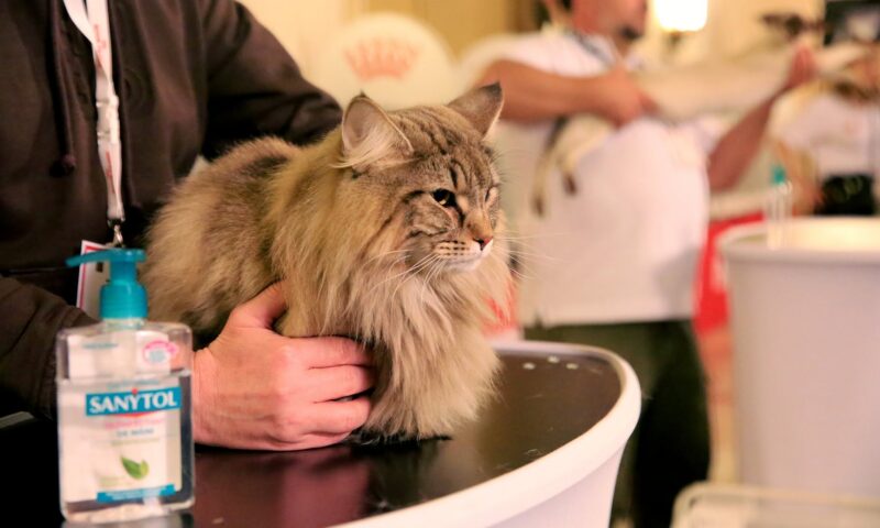 Expoziție de pisici în Capitală. Peste 250 de exemplare, printre care campioni mondiali