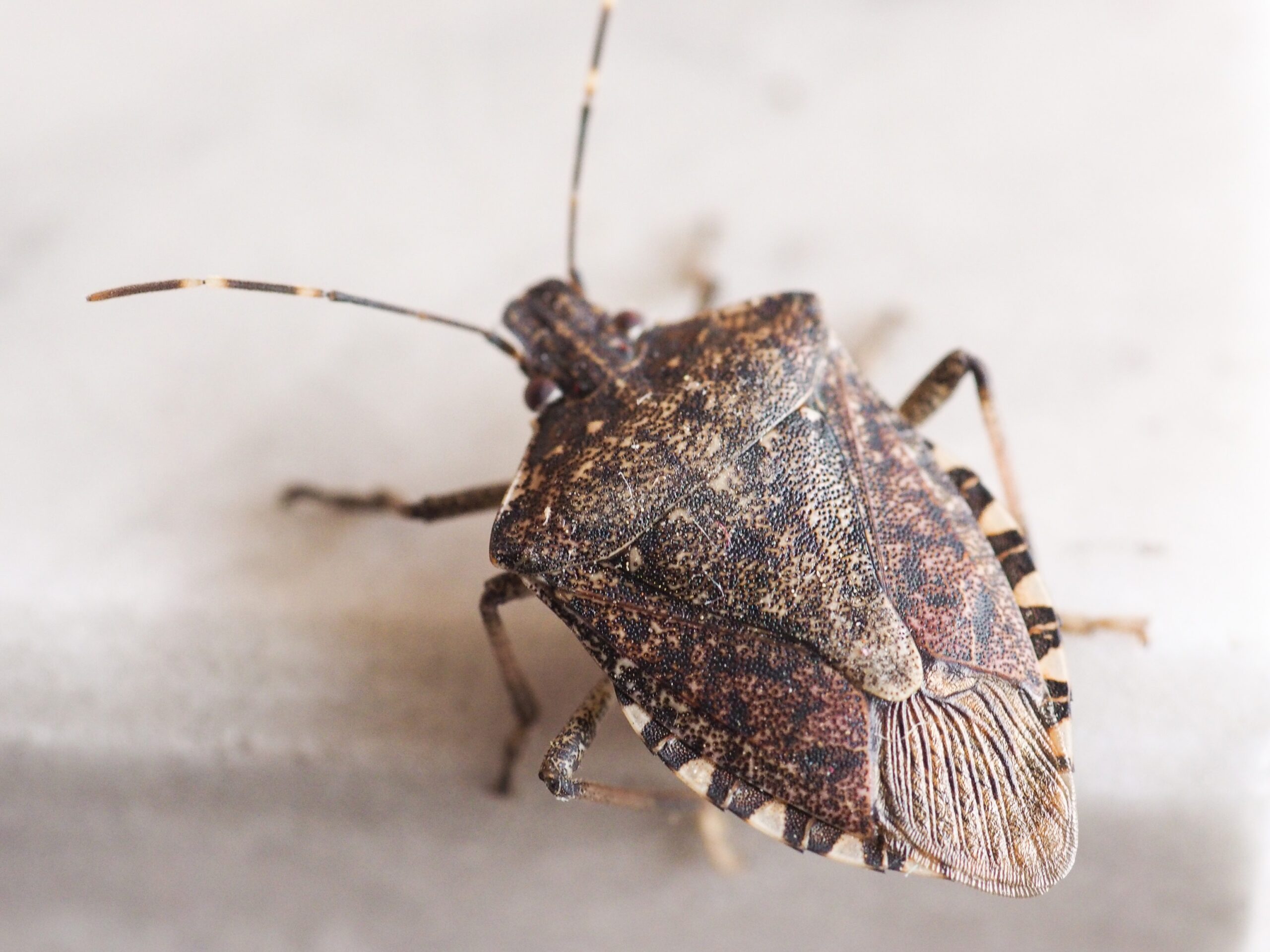 Plosnite Halymorpha halys