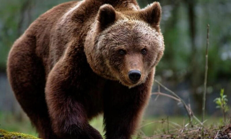 O ursoaică a fost împușcată în parcarea unui hotel din Poiana Brașov. Animalul fusese inițial alungat spre pădure