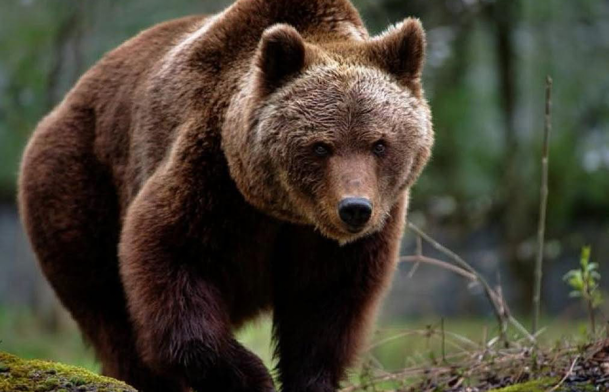 O ursoaică a fost împușcată în parcarea unui hotel din Poiana Brașov. Animalul fusese inițial alungat spre pădure