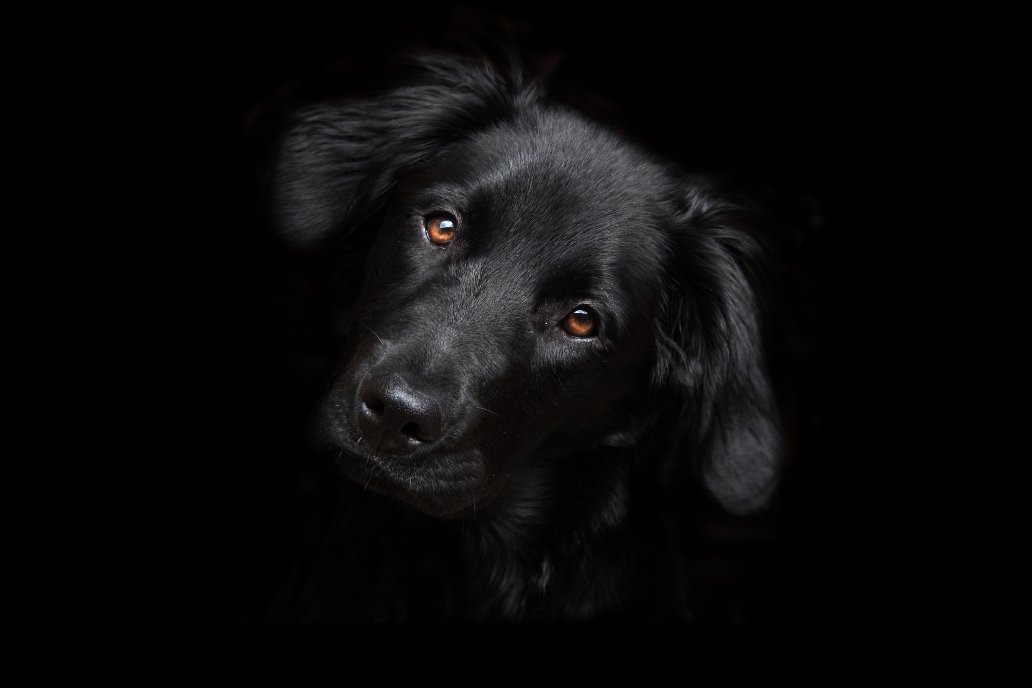 câine