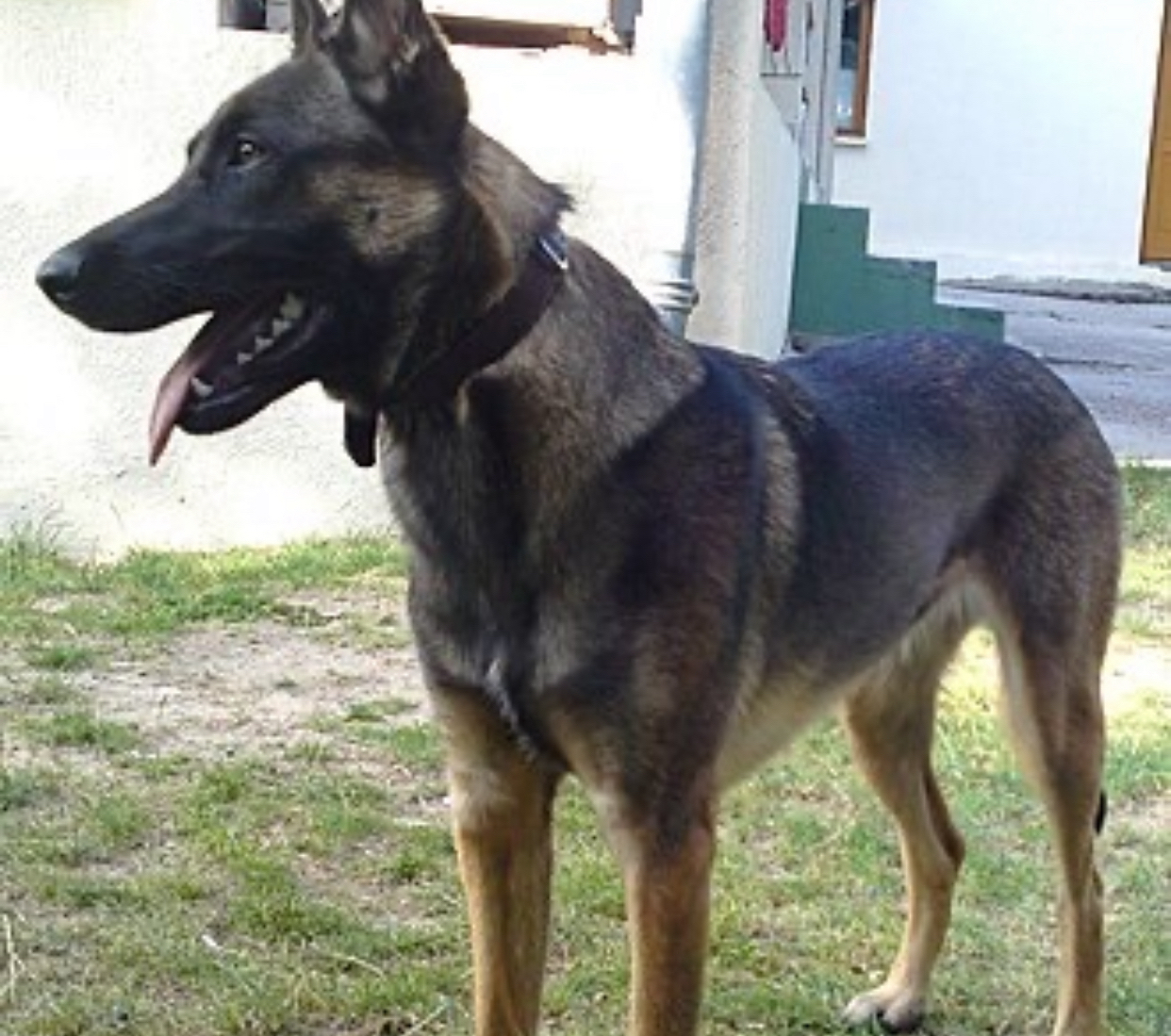 Bărbat din Brașov, reținut după ce câinele său a atacat o persoană în parc. Polițiștii, îndemn pentru proprietarii de animale