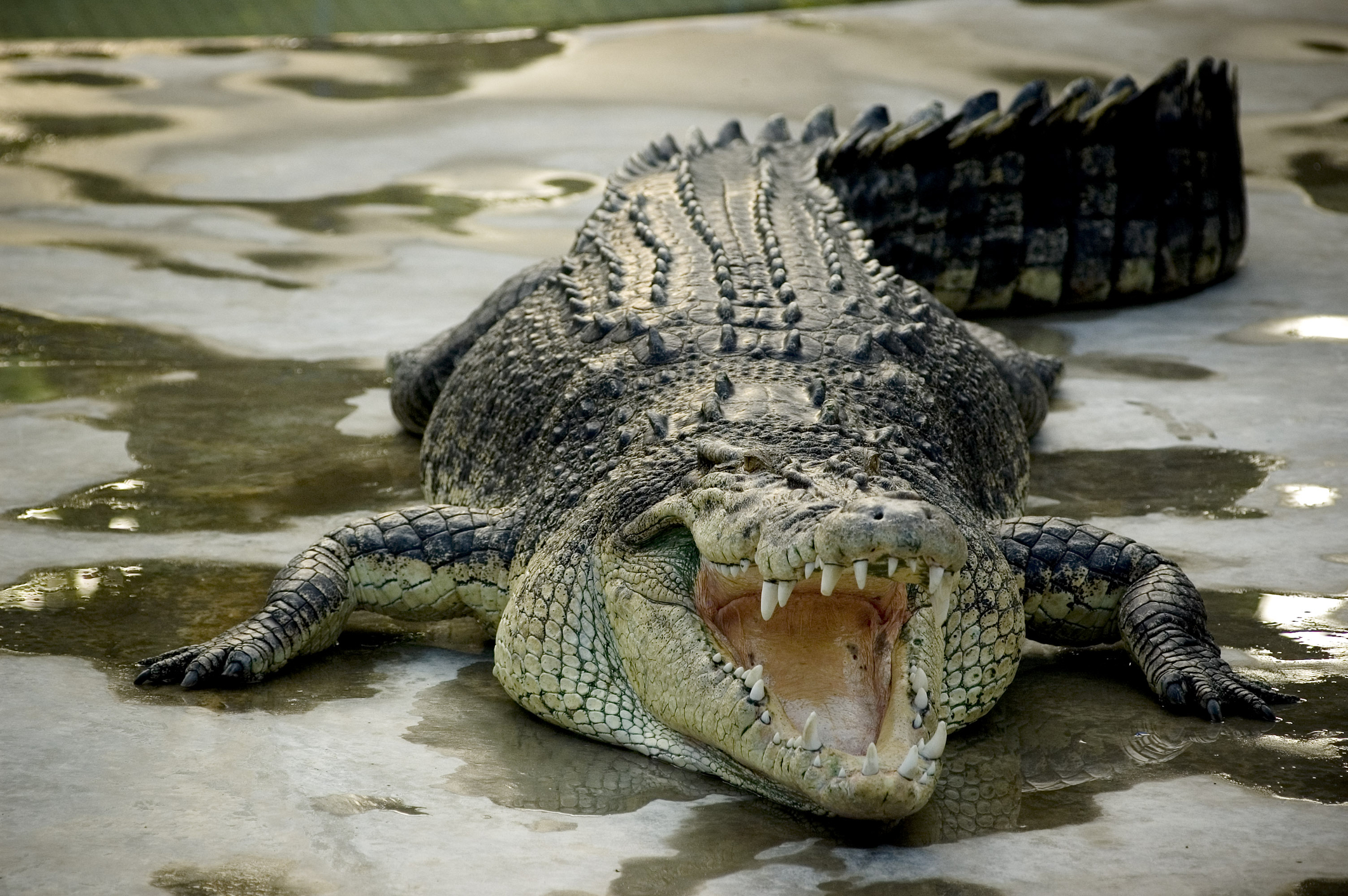 crocodil