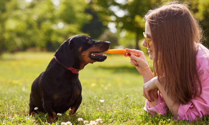 Cele mai frecvente greșeli pe care le facem când hrănim animalele de companie