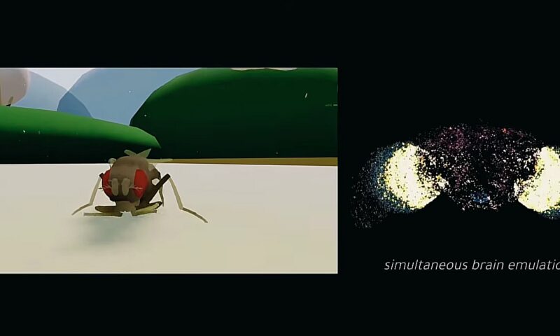 Creierul unei musculițe a fost cartografiat. Un model virtual a ajuns să joace Doom