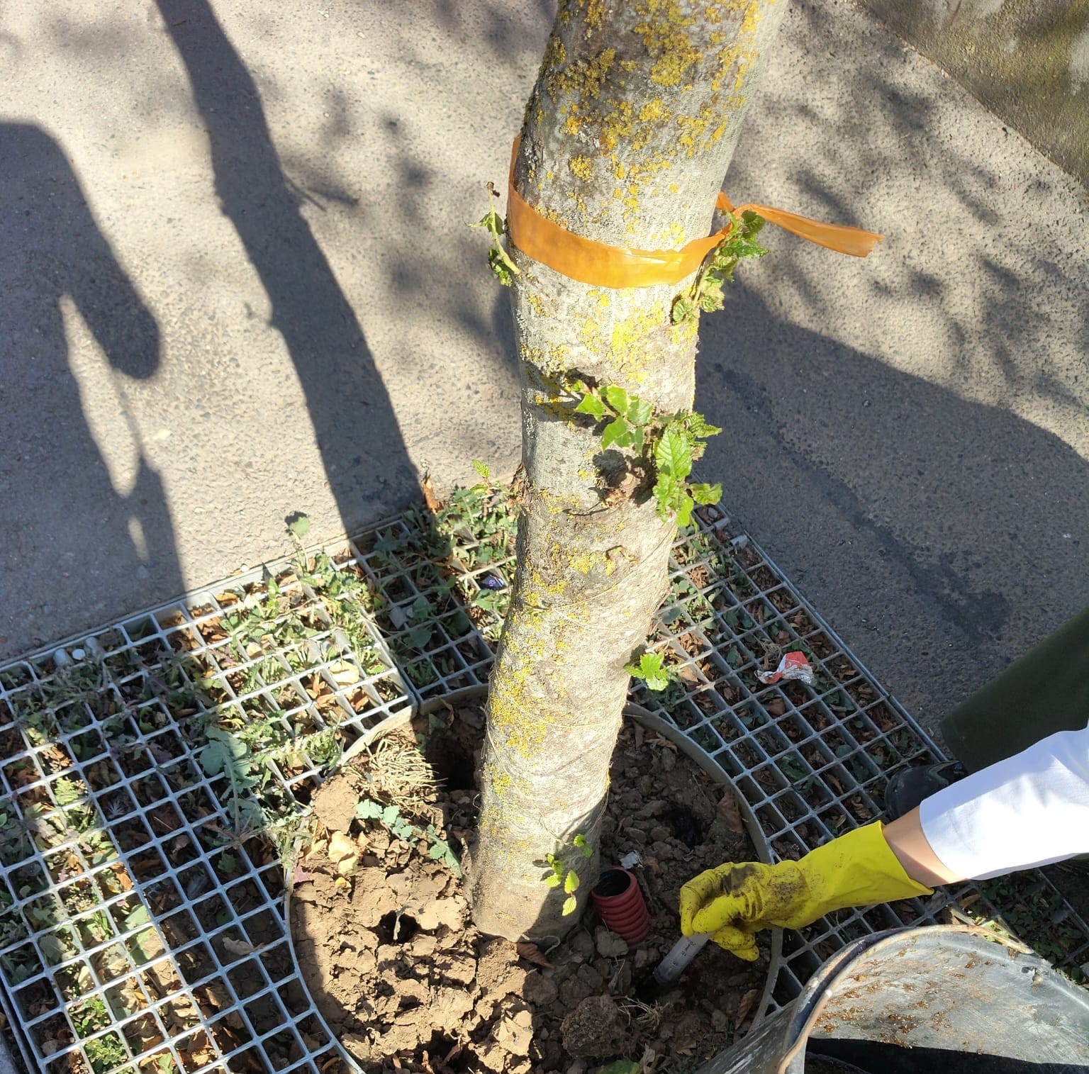 Tehnologie biologică pentru arborii plantați în Sectorul 4. Cum sunt ajutați copacii să se adapteze mediului urban