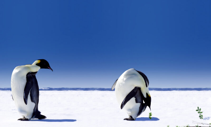 Excrementele pinguinilor înverzesc Antarctica. Ce efect are fenomenul asupra gheții