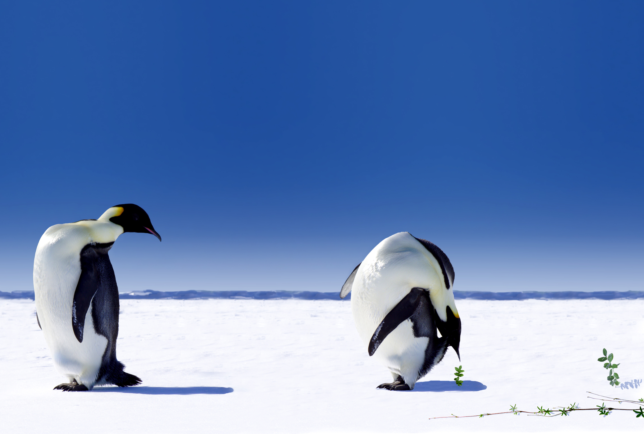 Excrementele pinguinilor înverzesc Antarctica. Ce efect are fenomenul asupra gheții