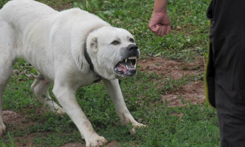 Tragedie în Republica Moldova. Un bărbat de 58 de ani, găsit mort după ce ar fi fost atacat de propriul câine