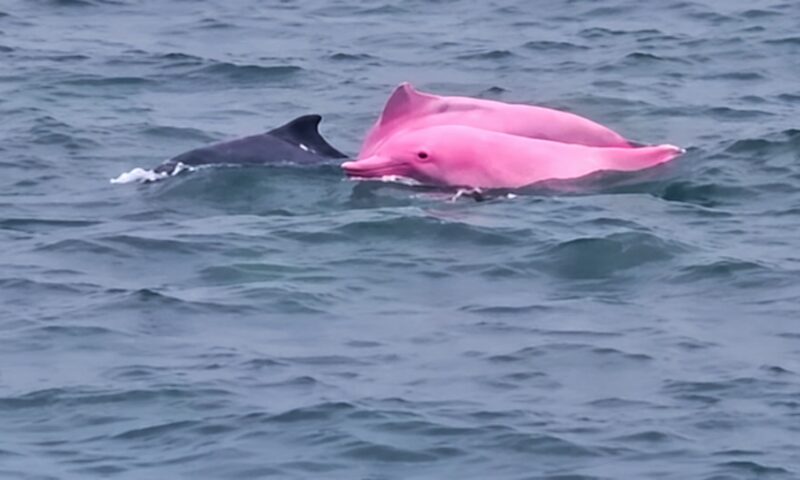 Un delfin roz a fost filmat în Oman. Specialiștii explică fenomenul