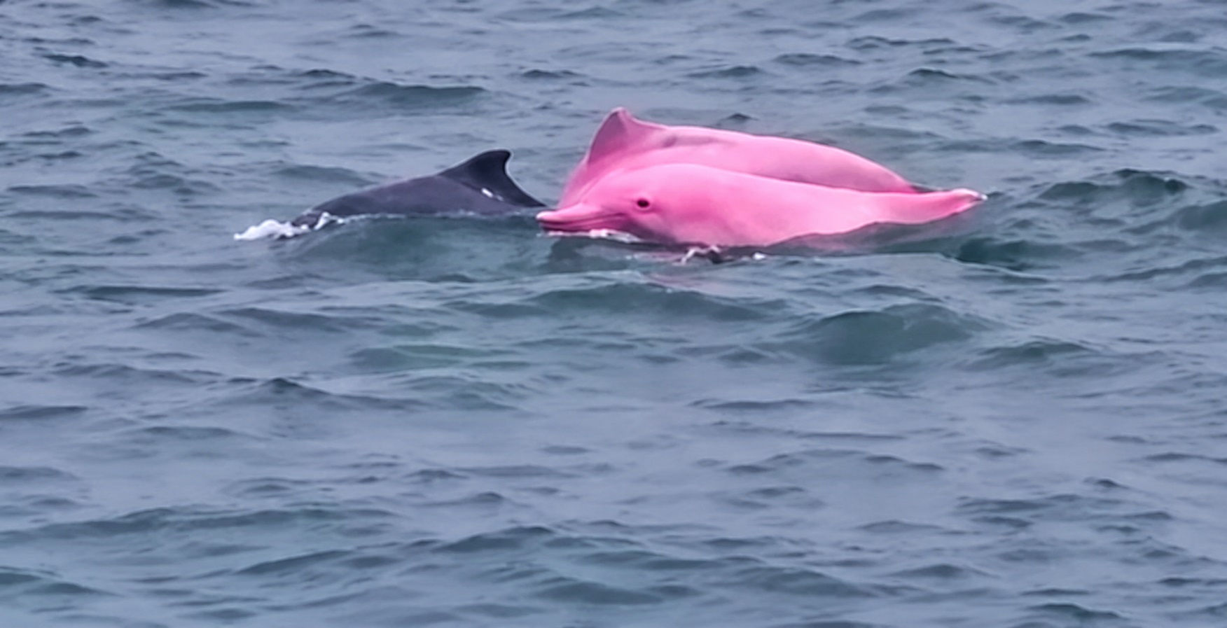 Un delfin roz a fost filmat în Oman. Specialiștii explică fenomenul