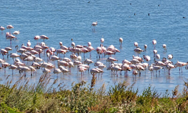 Flamingo, observați din nou la Techirghiol. Ar putea cuibări în România