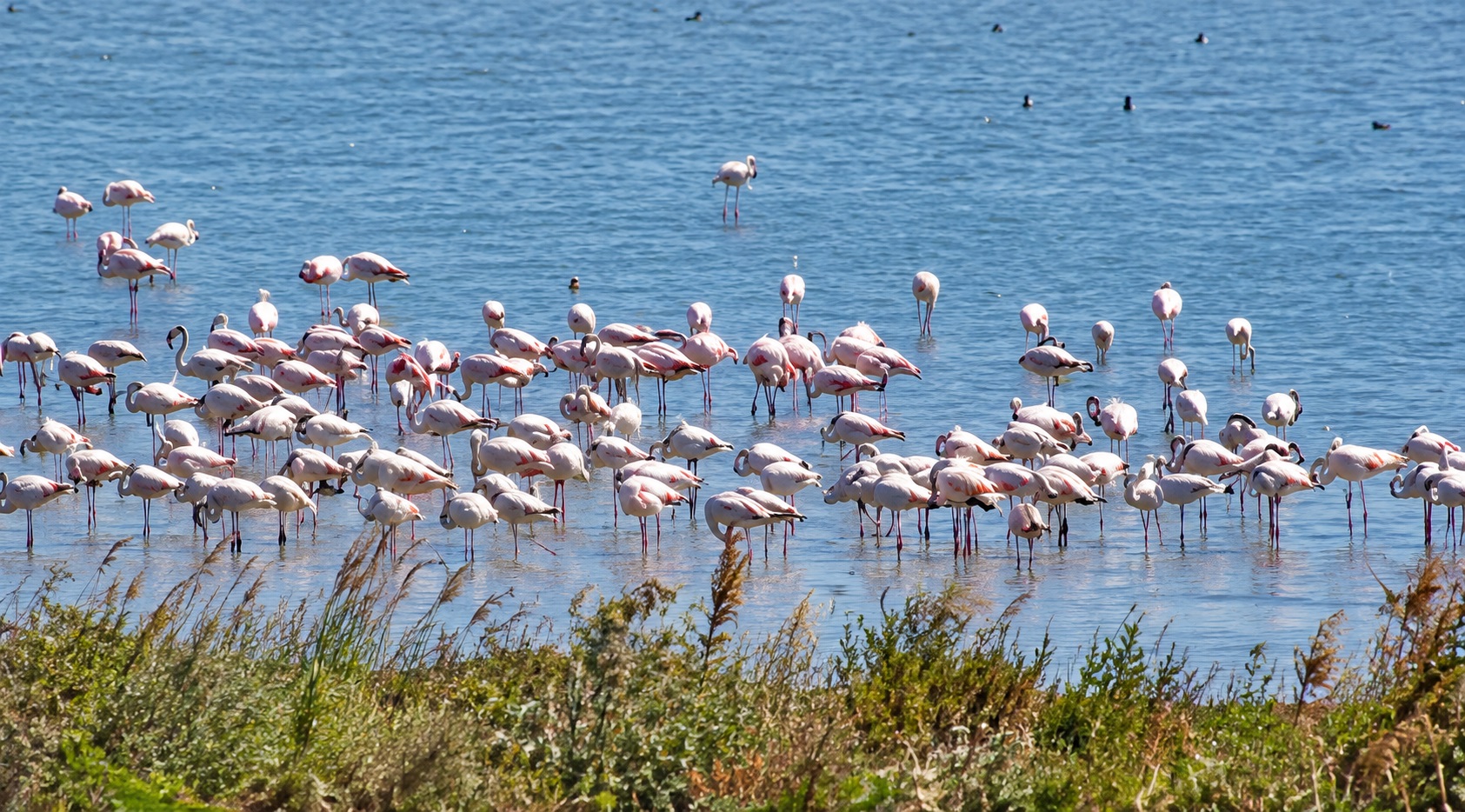 Flamingo, observați din nou la Techirghiol. Ar putea cuibări în România