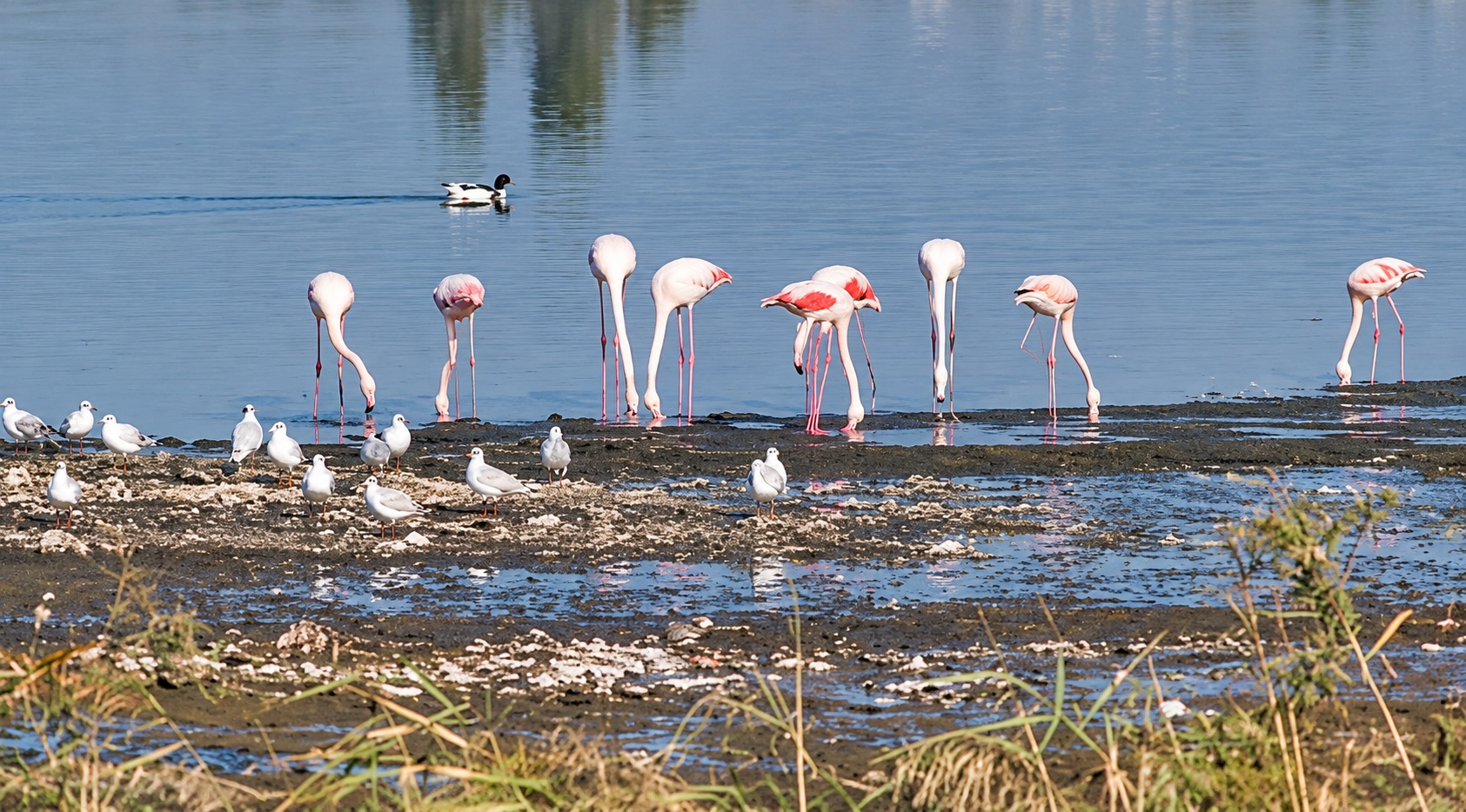 Flamingo Flock Techirghiol