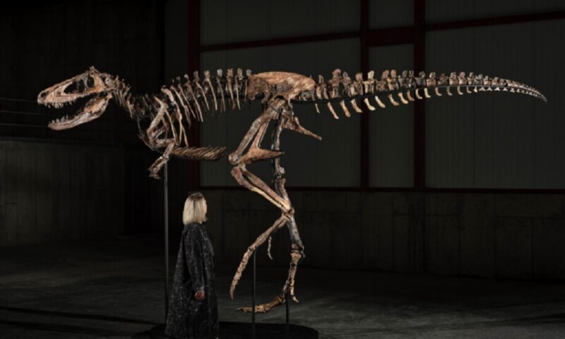 Un schelet de Nanotyrannus s-a vândut cu 47,3 milioane de dolari. De ce este controversată licitația