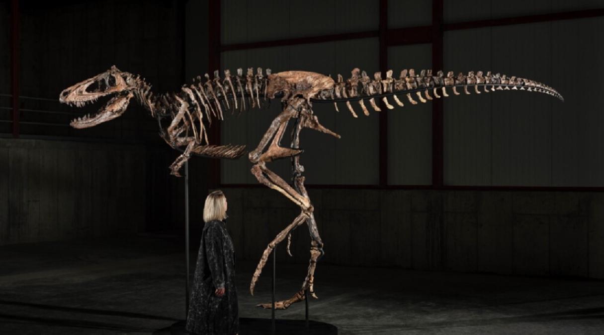 Un schelet de Nanotyrannus s-a vândut cu 47,3 milioane de dolari. De ce este controversată licitația
