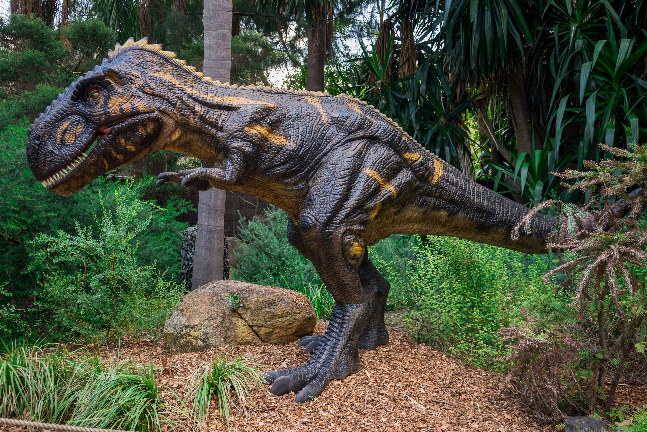 Nanotyrannus